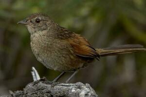 Western Bristlebird in Australia photo