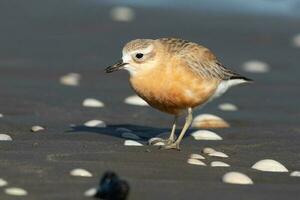 New Zealand Dotterel photo