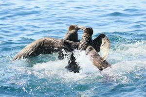 Northern Giant Petrel photo