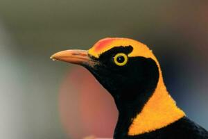 Regent Bowerbird in Australia photo