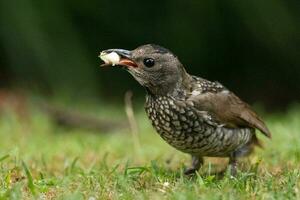 Regent Bowerbird in Australia photo