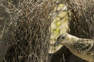 Great Bowerbird in Australia photo