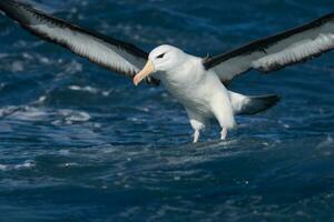 Black-browed Albatross in Australasia photo