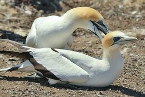 australasiano gannet en australasia foto