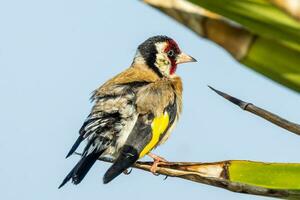 European Goldfinch Bird photo