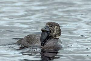 Musk Duck Endemic to Australia photo