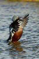 australasiano paleador Pato foto