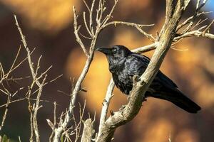 Little Crow in Australia photo