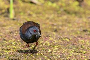 inmaculado crake en australasia foto