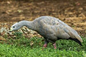 Cape Barren Goose in Australia photo