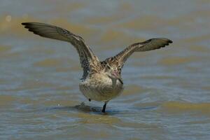 Bar-tailed Godwit in Australasia photo