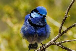 Splendid Fairywren in Australia photo