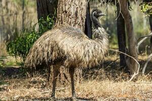 Emu Endemic Bird of Australia photo