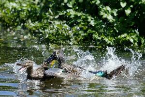 Australasian Shoveler Duck photo