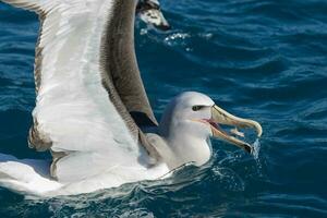 de salvin mollymawk albatros foto