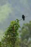 Spangled Drongo in Australia photo