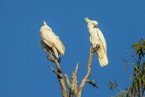 Sulphur-crested Cockatoo in Australia photo