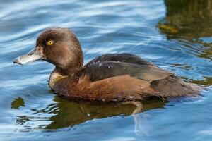 New Zealand Scaup Duck photo