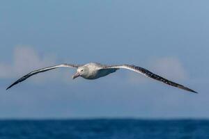 de gibson errante albatros en australasia foto