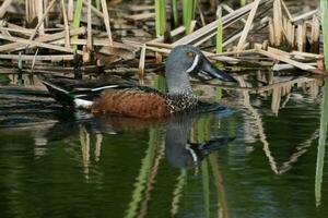 Australasian Shoveler Duck photo