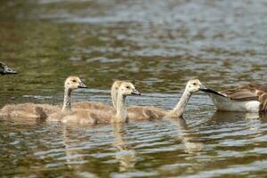 Canada Goose in Australasia photo