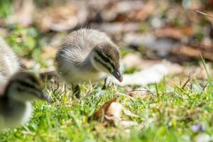 Maned Duck in Australia photo