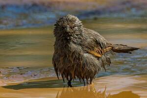 Apostlebird in Australia photo