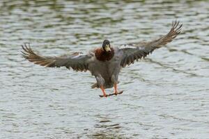 Common Mallard Duck photo