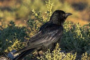 Little Crow in Australia photo