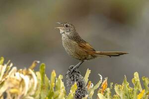 Western Bristlebird in Australia photo