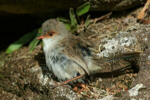 Superb Fairywren in Australia photo