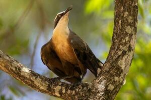 Grey-crowned Babbler in Australia photo