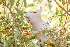 Pink Cockatoo in Australia photo