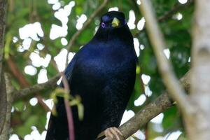 Satin Bowerbird in Australia photo