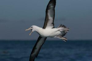 ceja negra albatros en australasia foto