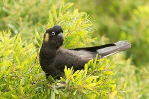 Yellow-tailed Black Cockatoo in Australia photo