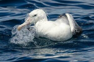 Southern Royal Albatross in Australasia photo