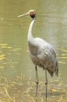 Brolga grua en Australia foto