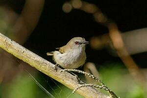 Grey Warbler Gerygone from New Zealand photo