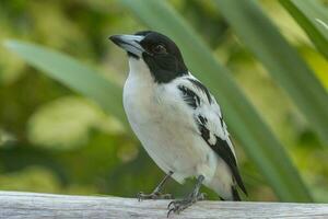 Black-backed Butcherbird in Australia photo