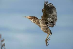 Australasian Bittern in New Zealand photo