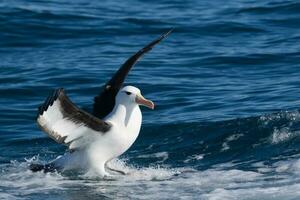 ceja negra albatros en australasia foto