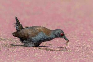 inmaculado crake en australasia foto