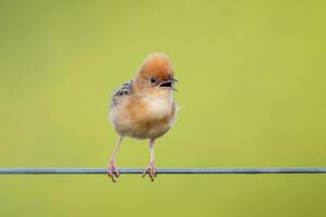 Golden-headed Cisticola in Australia photo