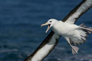 ceja negra albatros en australasia foto