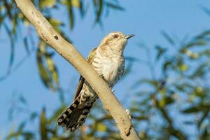 Horsfield's Bronze Cuckoo in Australia photo