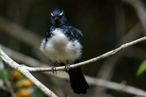 Willy Wagtail in Australia photo