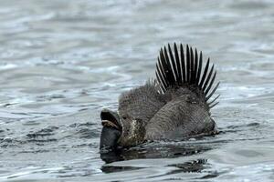 Musk Duck Endemic to Australia photo