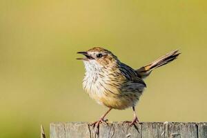 Striated Fieldwren in Australia photo