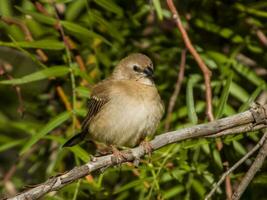 Plum-headed Finch in Australia photo